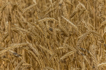 Background of wheat. Ripe wheat. Harvest of bread. Ears. A large species of ears.