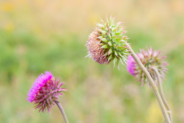 pink milk thistle flower in bloom in summer morning