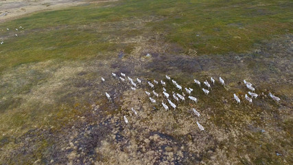 Aerial view of herd of wild deer on territoria Nordkapp, Norway