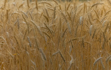 Background of wheat. Ripe wheat. Harvest of bread. Ears. A large species of ears.