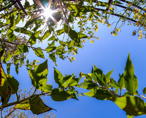 Grüne Blätter vor blauem Himmel