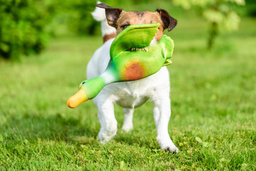 Hunting dog training to fetch game with toy duck shows teeth