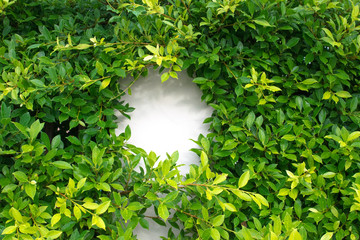 White plane in the middle of green leaves wall background, nature concept.