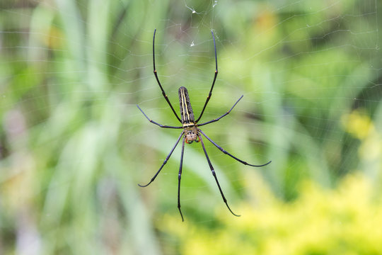 Spider on spider web with graden background.