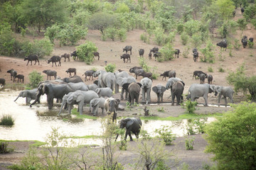 Obraz premium Elephant water hole
