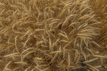 Background of wheat. Ripe wheat. Harvest of bread. Ears. A large species of ears.