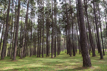 Beautiful pine forest with green grass and sunlight in spring time.