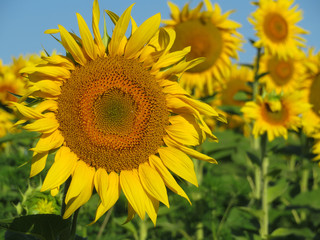 Fototapeta premium Sunflowers field and clear blue sky. Picturesque rural landscape, concept for production of sunflower oil