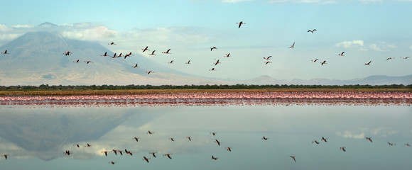 Colony of Flamingos on the Natron lake. Lesser Flamingo Scientific name: Phoenicoparrus minor. Flamingos in the water near the shore of Lake Natron. Colony of flamingos. Panorama. Tanzania.