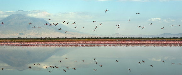 Colony of Flamingos on the Natron lake. Lesser Flamingo Scientific name: Phoenicoparrus minor....