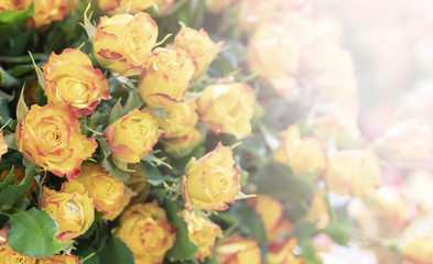 Beautiful, delicate yellow roses.