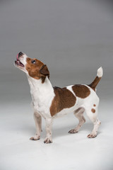 Jack Russel terrier