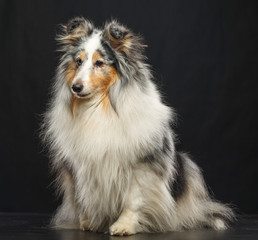 Sheltie dog on Isolated Black Background in studio