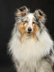 Sheltie dog on Isolated Black Background in studio