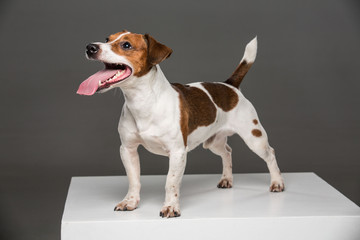 Jack Russel terrier