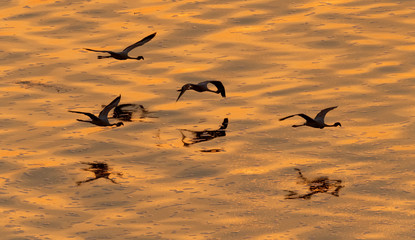 Lesser flamingos. Scientific name: Phoenicoparrus minor. Flying Flamingos above the golden water of Lake Natron at sunset. Aerial View. From above.