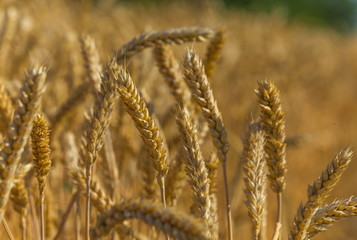 Fototapeta premium Background of wheat. Ripe wheat. Harvest of bread. Ears. A large species of ears.