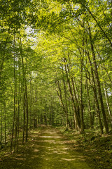 Fototapeta premium Mały szlak w środku lasu
