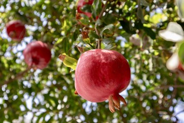Pomegranates growing on a tree