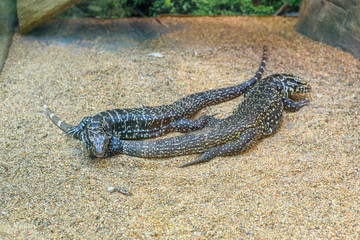 two lizards in the zoo