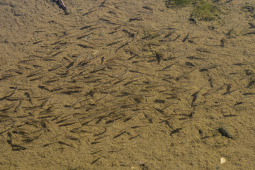 flock of trout fry in clear water of river Laba