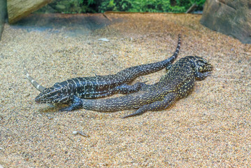 two lizards in the zoo