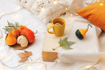 Orange pumpkins, wooden tray, cup of tea with lemon, dry autumn leaves, beige plaid, pillows, glowing garland lights on bed with white linen. Home cozy fall decor.
