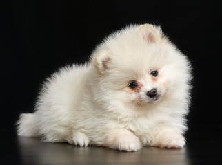 Obraz premium Pomeranian spitz Dog on Isolated Black Background in studio