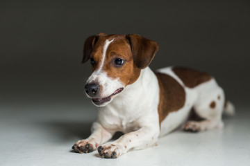 Jack Russel terrier