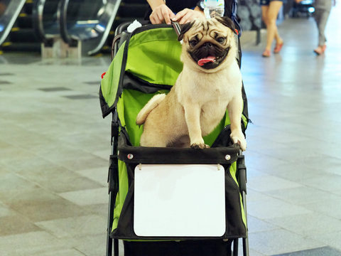 pug pram