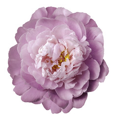 Pink peony flower with yellow stamens on an isolated white background with clipping path. Closeup no shadows. For design.  Nature.