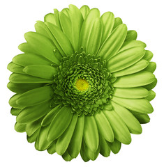 Gerbera green  flower  on white isolated background with clipping path.  no shadows. Closeup. ...