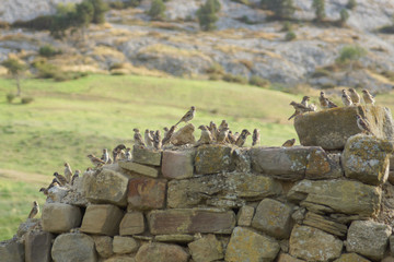 A flock of sparrows on the background of the mountain