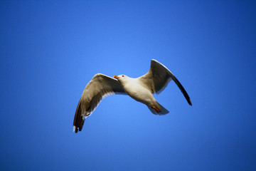 Seagull