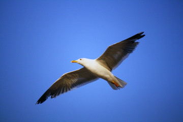 Seagull