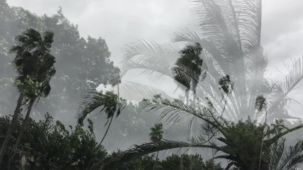 Storm winds blowing through tropical palm trees under gray skies