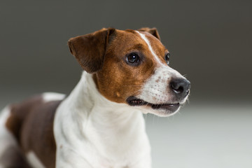 Jack Russel terrier