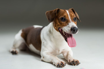 Jack Russel terrier