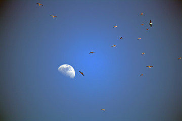 Moon and Seaguls