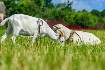 two goats are playing in a meadow