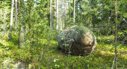 Forest in Finland