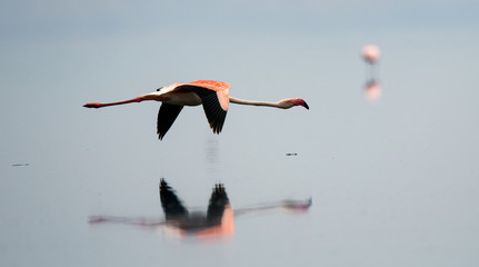 Flamingos in flight. Flying flamingos over the water of Natron Lake. Tanzania.