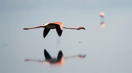 Photo sur Plexiglas Flamant Flamingos in flight. Flying flamingos over the water of Natron Lake. Tanzania.