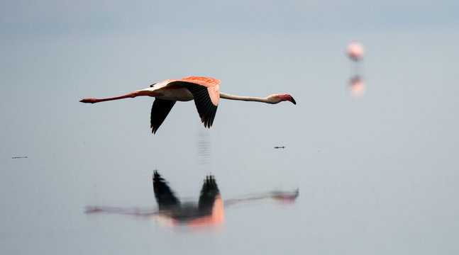 Fototapeta Flamingos in flight. Flying flamingos over the water of Natron Lake. Tanzania.
