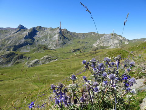 Chardon bleu, panicot, fleurs bleues de montagne des pyr&eacute;n&eacute;es