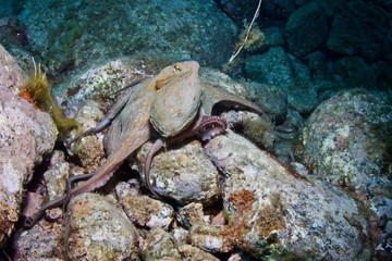 Octopus