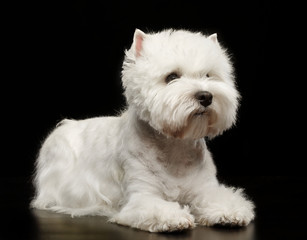 West highland white terrier Dog  Isolated  on Black Background in studio