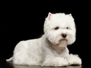 West highland white terrier Dog  Isolated  on Black Background in studio