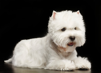 West highland white terrier Dog  Isolated  on Black Background in studio