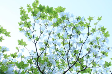 シロヤシオの花